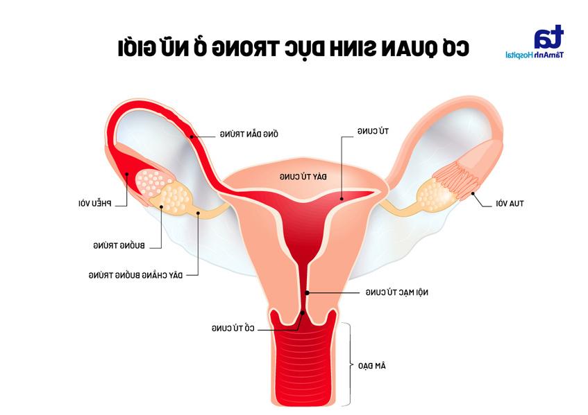cơ quan sinh dục bên trong của nữ giới