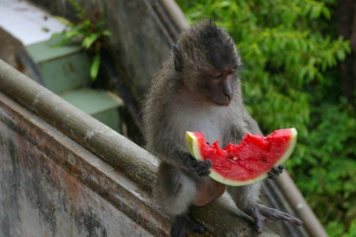 Khỉ ăn dưa hấu Vườn quốc gia Côn Đảo