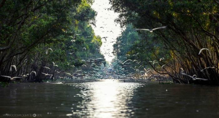 Thế giới loài hạc ở Vườn quốc gia Tràm Chim Tam Nông