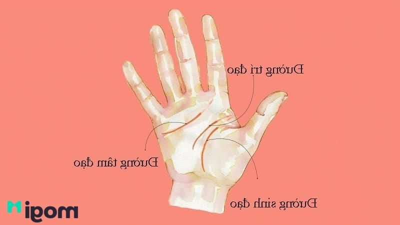 Một số câu hỏi liên quan đến cách xem chỉ tay