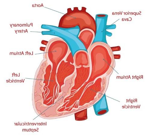 Van tim là gì? Có vai trò thế nào với trái tim của bạn?