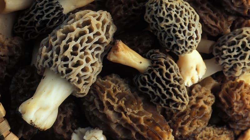 Nấm bụng dê - Morel Mushroom loài nấm ăn được
