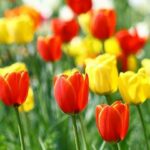 Hoa Tulip - Nguồn gốc, đặc điểm và ý nghĩa ẩn giấu đằng sau mỗi sắc hoa